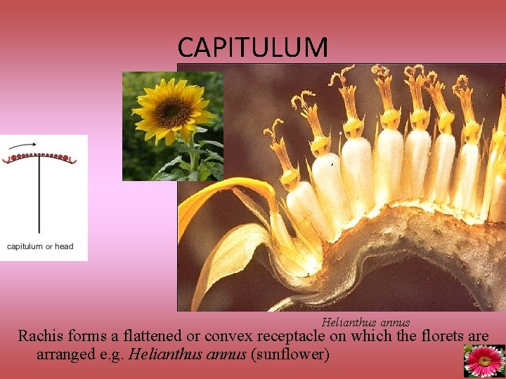 CAPITULUM Helianthus annus Rachis forms a flattened or convex receptacle on which the florets