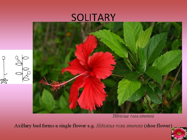 SOLITARY Hibiscus rosa sinensis Axillary bud forms a single flower e. g. Hibiscus rosa