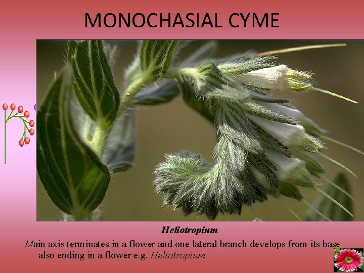 MONOCHASIAL CYME Heliotropium Main axis terminates in a flower and one lateral branch develops