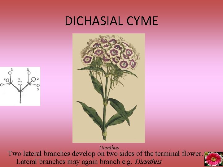 DICHASIAL CYME Dianthus Two lateral branches develop on two sides of the terminal flower.
