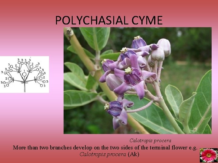 POLYCHASIAL CYME Calotropis procera More than two branches develop on the two sides of