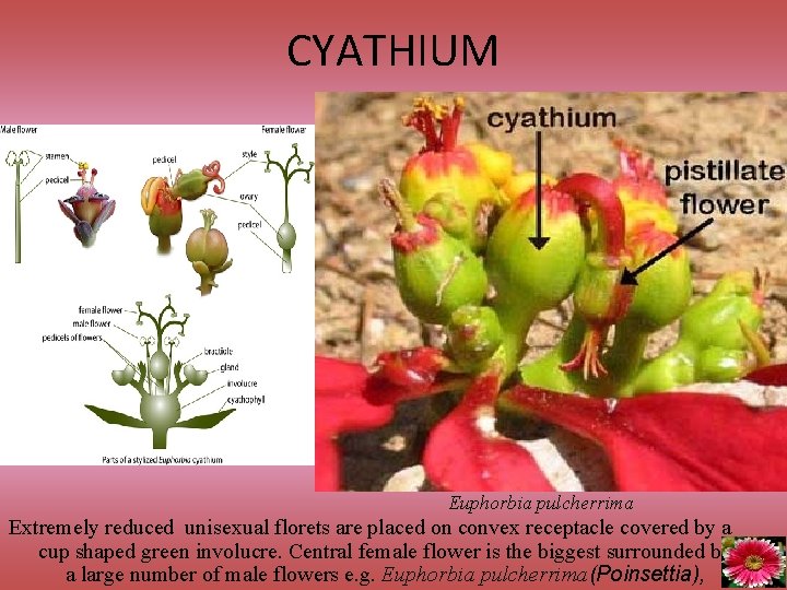 CYATHIUM Euphorbia pulcherrima Extremely reduced unisexual florets are placed on convex receptacle covered by
