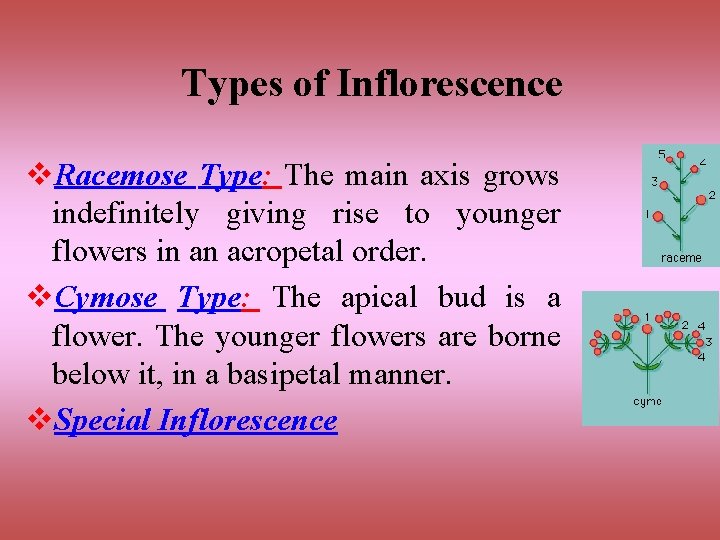 Types of Inflorescence v. Racemose Type: The main axis grows indefinitely giving rise to