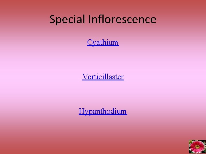 Special Inflorescence Cyathium Verticillaster Hypanthodium 