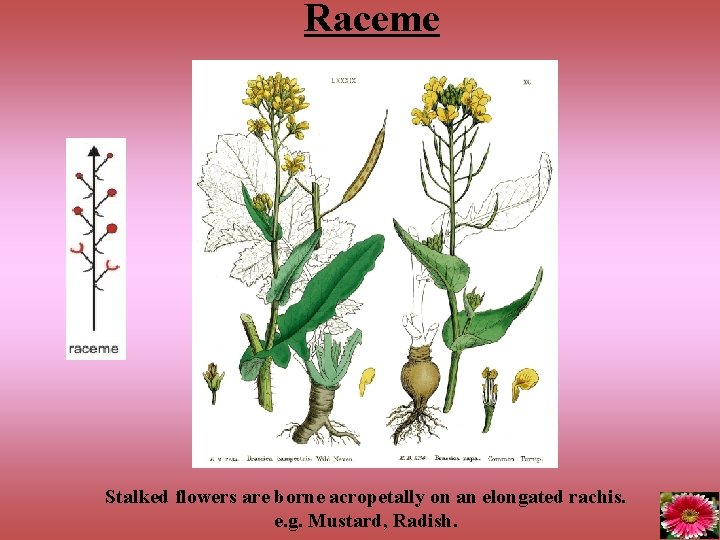 Raceme Stalked flowers are borne acropetally on an elongated rachis. e. g. Mustard, Radish.