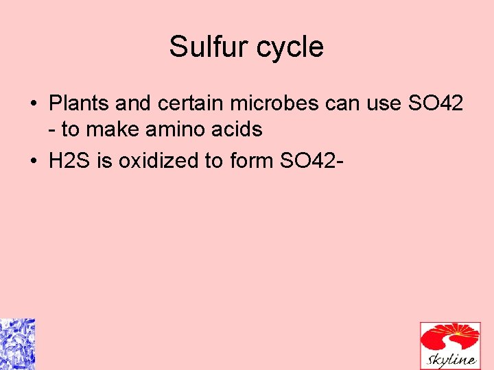 Sulfur cycle • Plants and certain microbes can use SO 42 - to make