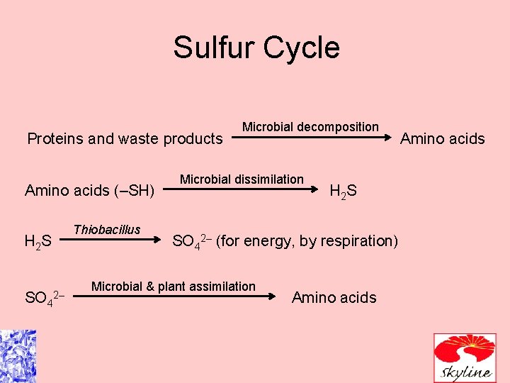 Sulfur Cycle Proteins and waste products Amino acids (–SH) Thiobacillus H 2 S SO
