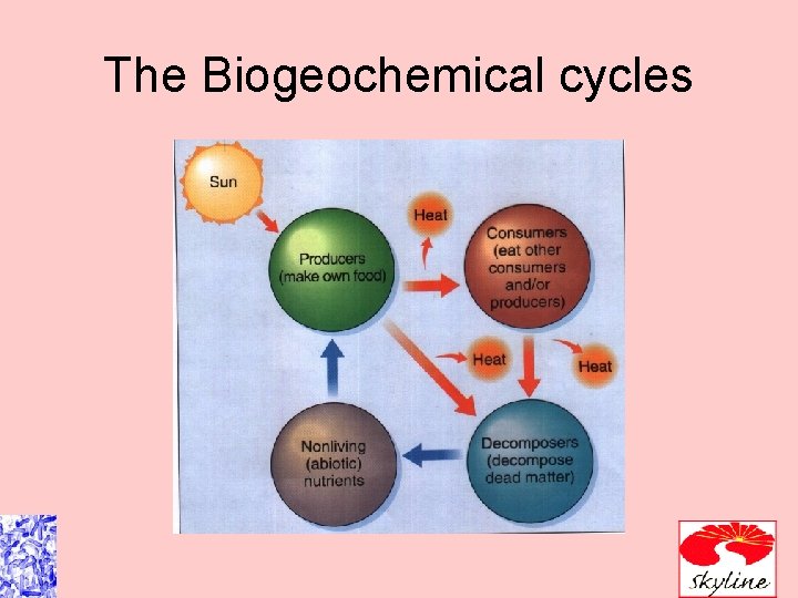 The Biogeochemical cycles 