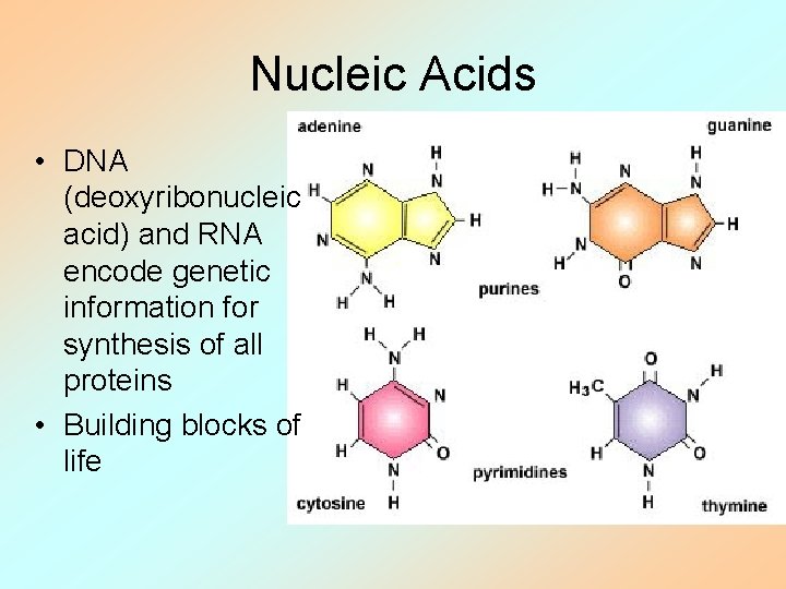 Nucleic Acids • DNA (deoxyribonucleic acid) and RNA encode genetic information for synthesis of