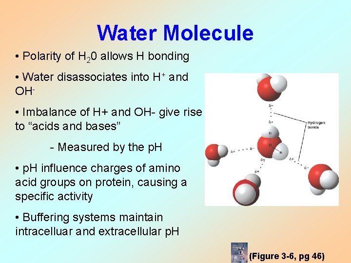 Water Molecule • Polarity of H 20 allows H bonding • Water disassociates into Water Molecule • Polarity of H 20 allows H bonding • Water disassociates into