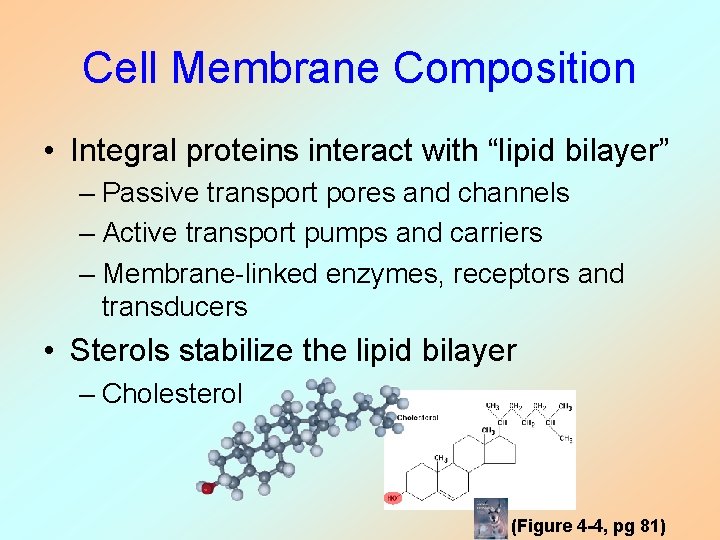 Cell Membrane Composition • Integral proteins interact with “lipid bilayer” – Passive transport pores Cell Membrane Composition • Integral proteins interact with “lipid bilayer” – Passive transport pores