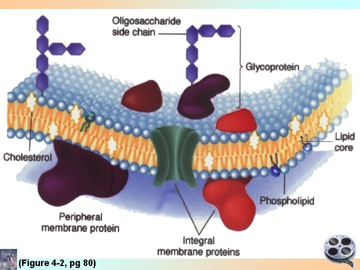 (Figure 4 -2, pg 80) 