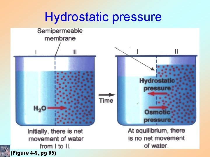 Hydrostatic pressure (Figure 4 -9, pg 85) Hydrostatic pressure (Figure 4 -9, pg 85)
