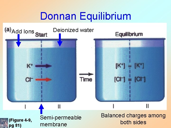 Donnan Equilibrium Add Ions (Figure 4 -9, pg 81) Deionized water Semi-permeable membrane Balanced Donnan Equilibrium Add Ions (Figure 4 -9, pg 81) Deionized water Semi-permeable membrane Balanced