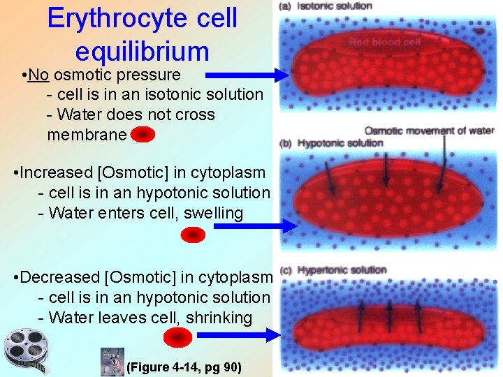 Erythrocyte cell equilibrium • No osmotic pressure - cell is in an isotonic solution