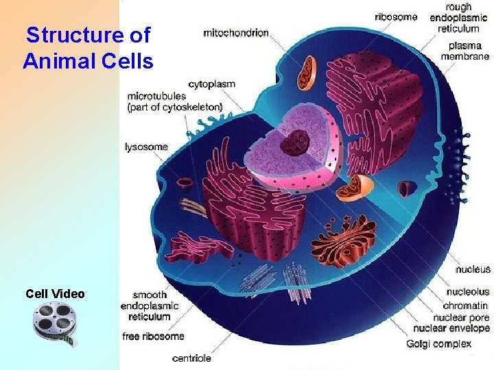 Structure of Animal Cells Cell Video Structure of Animal Cells Cell Video