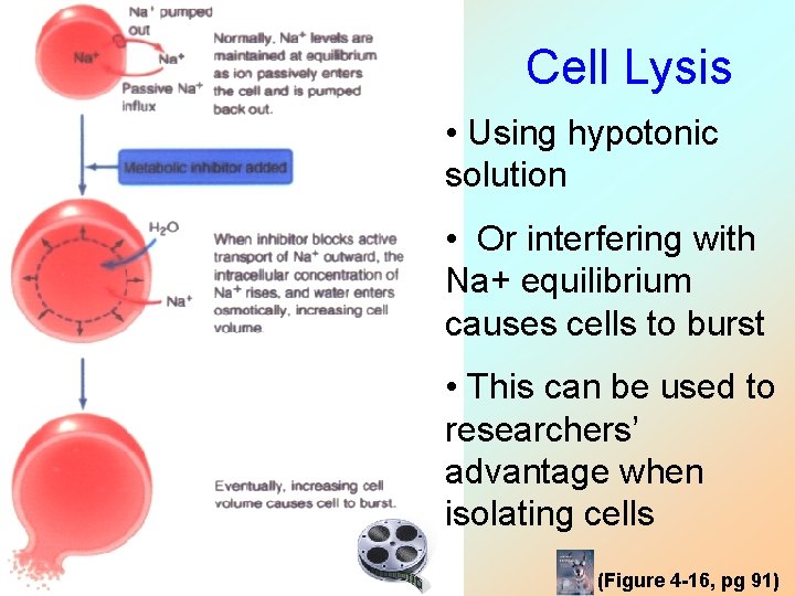 Cell Lysis • Using hypotonic solution • Or interfering with Na+ equilibrium causes cells Cell Lysis • Using hypotonic solution • Or interfering with Na+ equilibrium causes cells