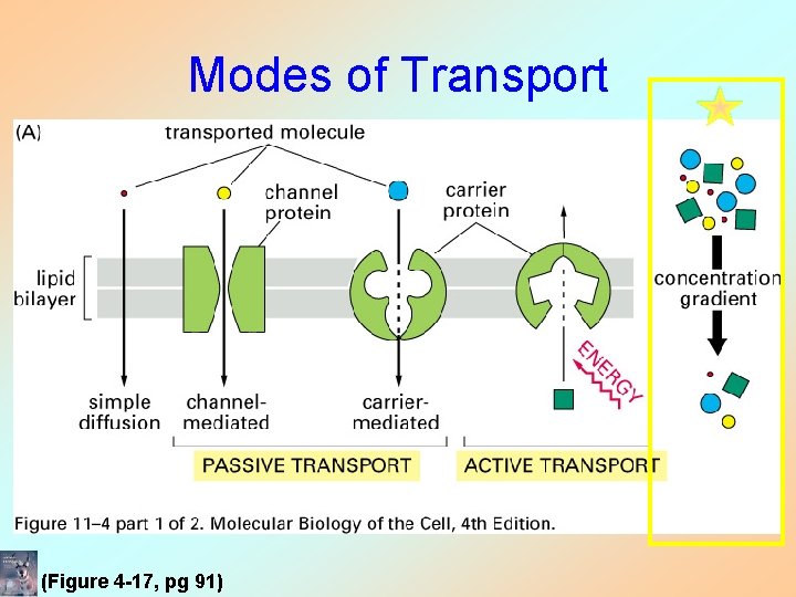 Modes of Transport (Figure 4 -17, pg 91) 