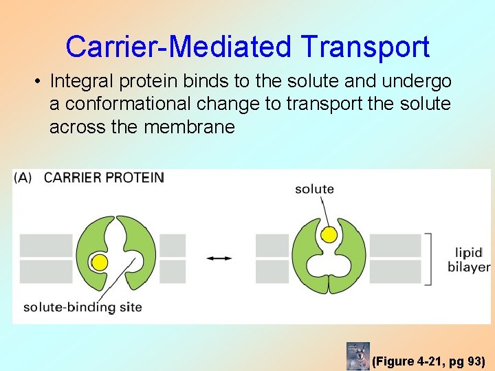 Carrier-Mediated Transport • Integral protein binds to the solute and undergo a conformational change