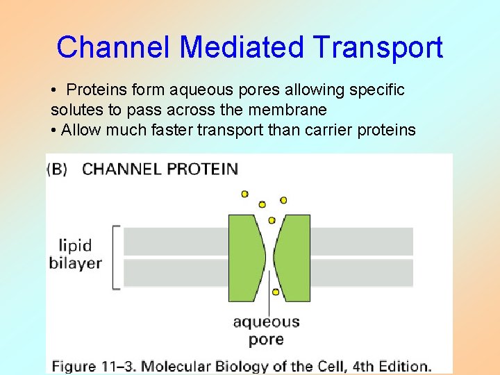 Channel Mediated Transport • Proteins form aqueous pores allowing specific solutes to pass across Channel Mediated Transport • Proteins form aqueous pores allowing specific solutes to pass across