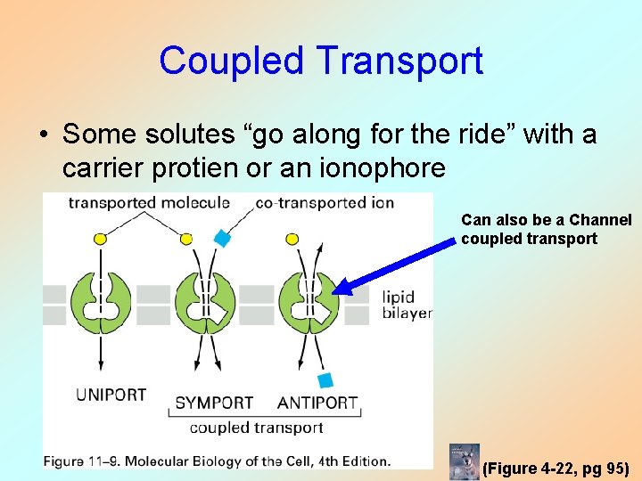 Coupled Transport • Some solutes “go along for the ride” with a carrier protien