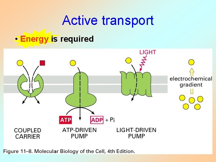 Active transport • Energy is required Active transport • Energy is required