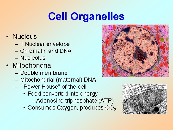 Cell Organelles • Nucleus – 1 Nuclear envelope – Chromatin and DNA – Nucleolus Cell Organelles • Nucleus – 1 Nuclear envelope – Chromatin and DNA – Nucleolus