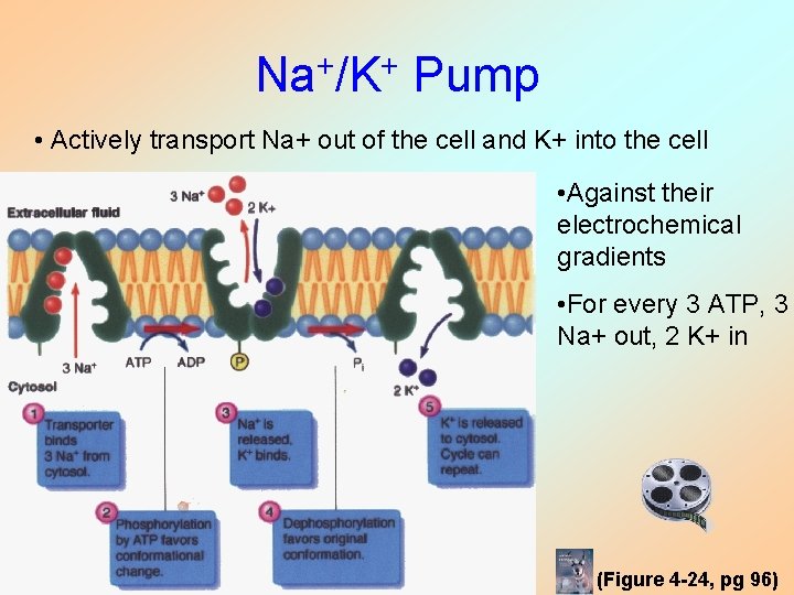 Na+/K+ Pump • Actively transport Na+ out of the cell and K+ into the Na+/K+ Pump • Actively transport Na+ out of the cell and K+ into the