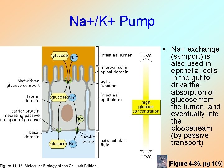 Na+/K+ Pump • Na+ exchange (symport) is also used in epithelial cells in the Na+/K+ Pump • Na+ exchange (symport) is also used in epithelial cells in the