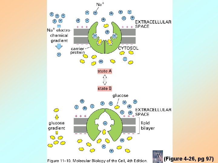 (Figure 4 -26, pg 97) 