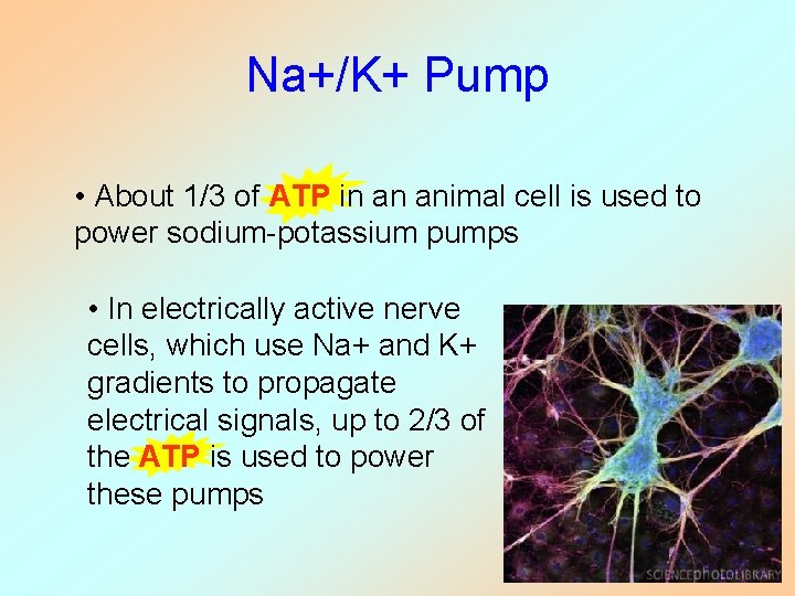 Na+/K+ Pump • About 1/3 of ATP in an animal cell is used to Na+/K+ Pump • About 1/3 of ATP in an animal cell is used to