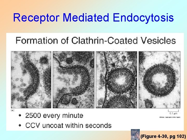 Receptor Mediated Endocytosis (Figure 4 -30, pg 102) 