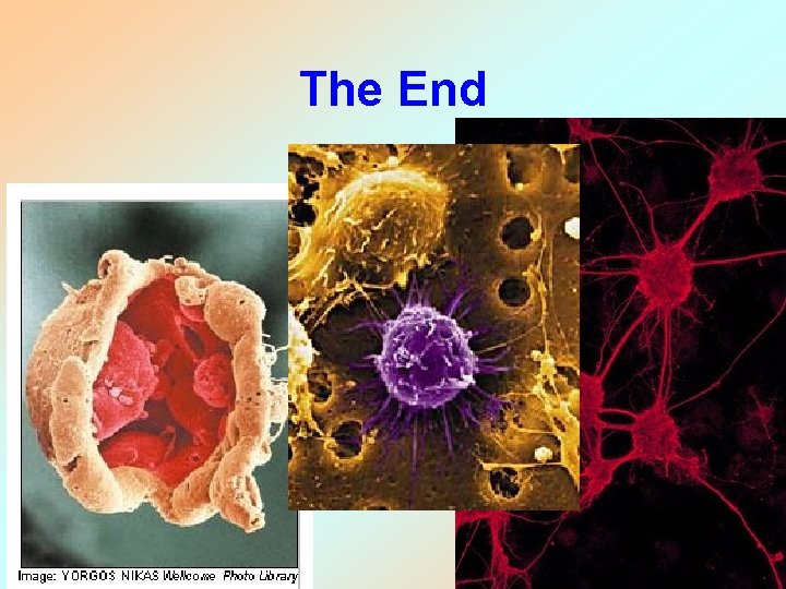 The End The End