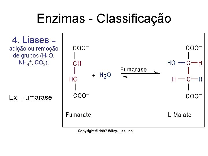 Enzimas - Classificação 4. Liases – adição ou remoção de grupos (H 2 O,