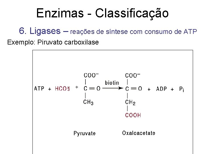 Enzimas - Classificação 6. Ligases – reações de síntese com consumo de ATP Exemplo: