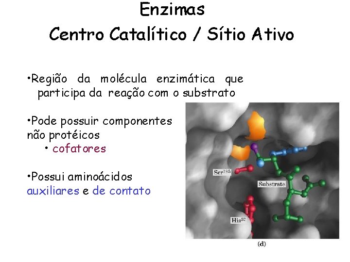 Enzimas Centro Catalítico / Sítio Ativo • Região da molécula enzimática que participa da