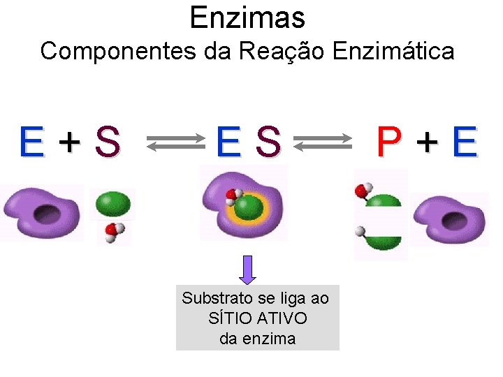 Enzimas Componentes da Reação Enzimática E+S ES Substrato se liga ao SÍTIO ATIVO da