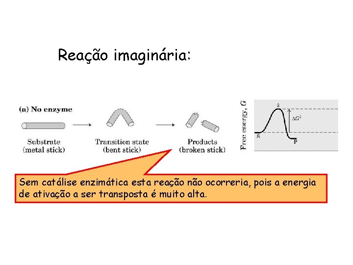 Reação imaginária: Sem catálise enzimática esta reação não ocorreria, pois a energia de ativação