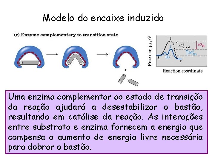 Modelo do encaixe induzido Uma enzima complementar ao estado de transição da reação ajudará