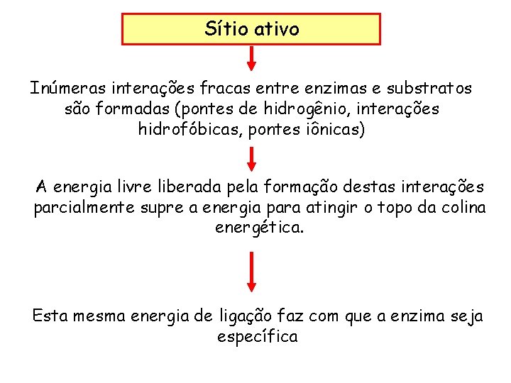 Sítio ativo Inúmeras interações fracas entre enzimas e substratos são formadas (pontes de hidrogênio,