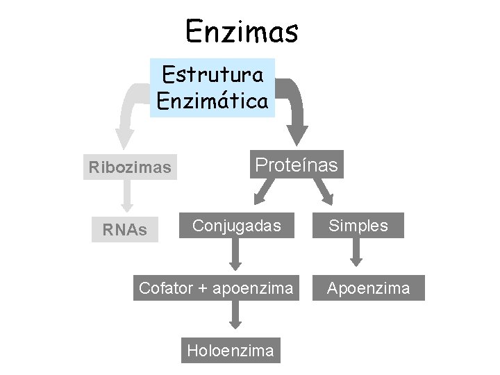 Enzimas Estrutura Enzimática Ribozimas RNAs Proteínas Conjugadas Cofator + apoenzima Holoenzima Simples Apoenzima 