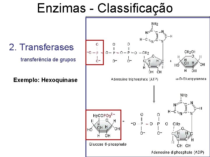 Enzimas - Classificação 2. Transferases transferência de grupos Exemplo: Hexoquinase 