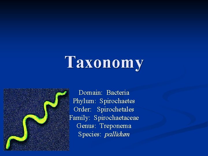 Taxonomy Domain: Bacteria Phylum: Spirochaetes Order: Spirochetales Family: Spirochaetaceae Genus: Treponema Species: pallidum 