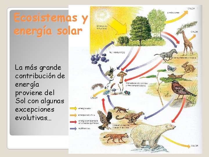 Ecosistemas y energía solar La más grande contribución de energía proviene del Sol con