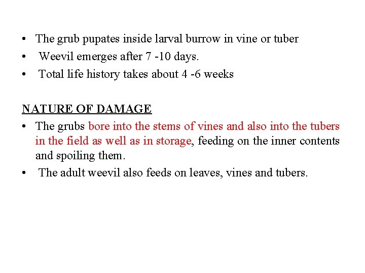  • The grub pupates inside larval burrow in vine or tuber • Weevil