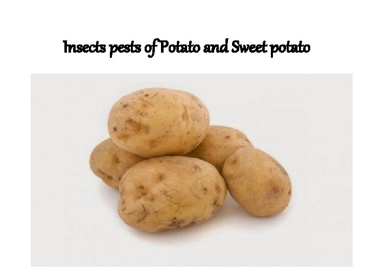 Insects pests of Potato and Sweet potato 