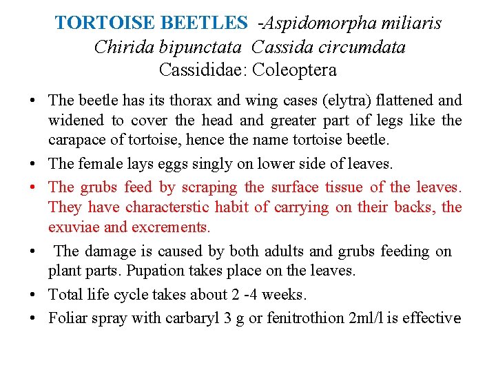 TORTOISE BEETLES -Aspidomorpha miliaris Chirida bipunctata Cassida circumdata Cassididae: Coleoptera • The beetle has
