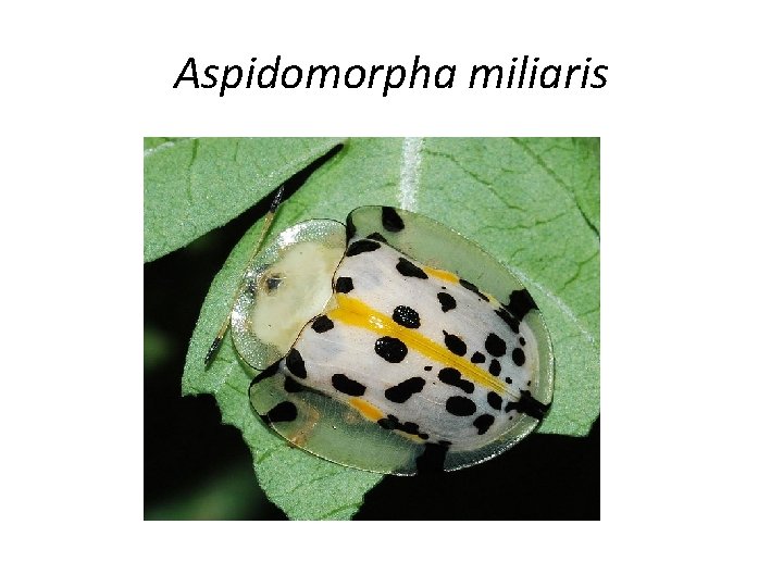 Aspidomorpha miliaris 