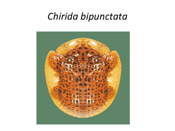 Chirida bipunctata 