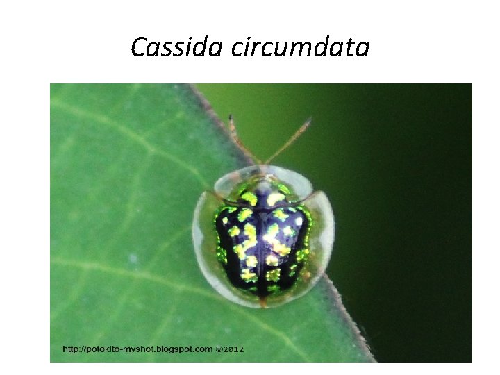 Cassida circumdata 